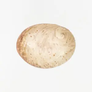 Plato o cuenco con forma de concha en cerámica