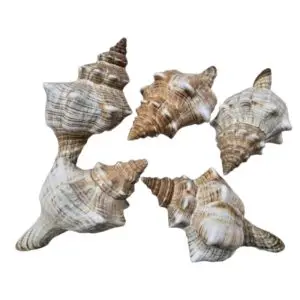 FASCIOLARIA TRAPECIUM 12cm