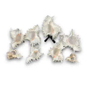 MUREX RAMOSUS 17-18cm