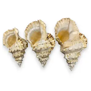 TRITON RANELLA 22-23 cm